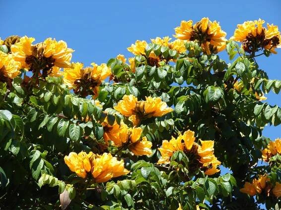 Soubor:Starr 071024-0159 Spathodea campanulata.jpg – Wikipedie