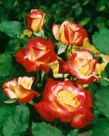 Rosa ´Double Delight´ , Růže čajohybrid, keř, BK