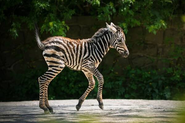 Návštěvníci dvorské zoo žasli, vzácná zebra se narodila před nimi ve výběhu