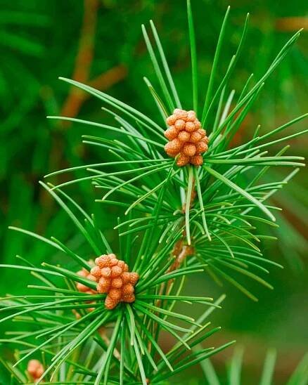 Umbrella Pine (Sciadopitys verticillata) male