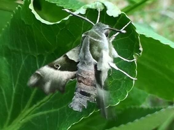 PROSERPINUS PROSERPINA – lišaj pupalkový