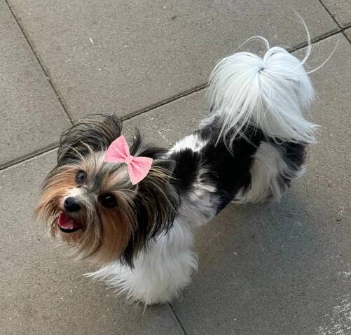 Biewer Yorkshire Terrier Dore-Mia - Home of Harmony Zucht für Biewer-, Biro-, Golddust-, Yorkshire Terrier