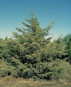 Soubor:Juniperus virginiana tree.jpg – Wikipedie