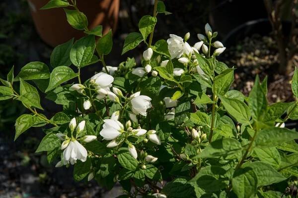 Pustoryl Lemonův 'Manteau d'Hermine'