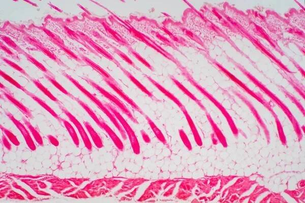 Průřezová lidská hlava pod mikroskopem pro patologii vzdělávání. Histologické pro fyziologii člověka. — Stock obrázek
