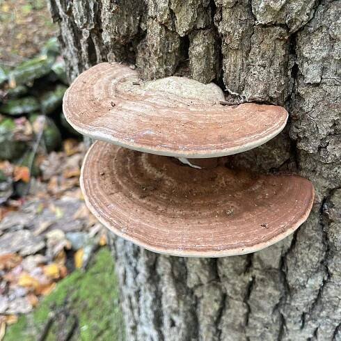 Ganoderma applanatum - Artist's Conk - Eat The Planet