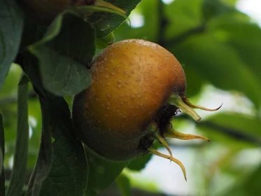 Mišpule, plody krásného stromku, které jsou výtečné a zdravé – Príma receptář.cz