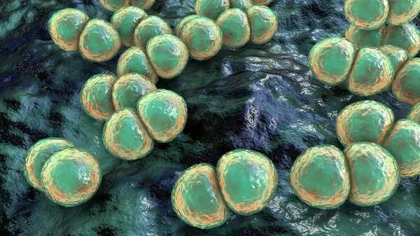 Bakterie Streptococcus pneumoniae, 3D ilustrace. Grampozitivní diplokoky, původce pneumonie — Stock obrázek