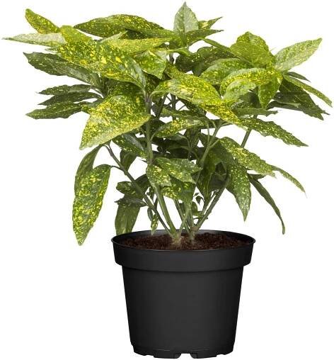 OBI Aukuba japonská "Variegata" výška cca 30-40 cm květináč cca 3 l Aucuba