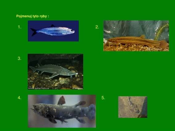 PPT - PREZENTACE – RYBY PowerPoint Presentation, free download - ID:5082453