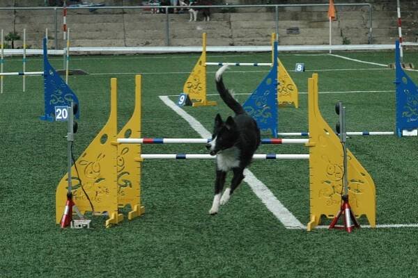 FOTO: Agility v Děčíně? To se povedlo