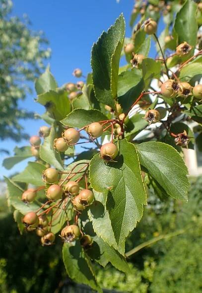 Crataegus nitida