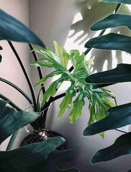 Philodendron Selloum (Lacy Tree Philodendrons) Care Guide - Green Thumb Revival