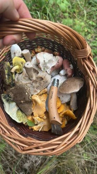 Kde rostou a kam na houby na Vysočině? | NaHouby.cz
