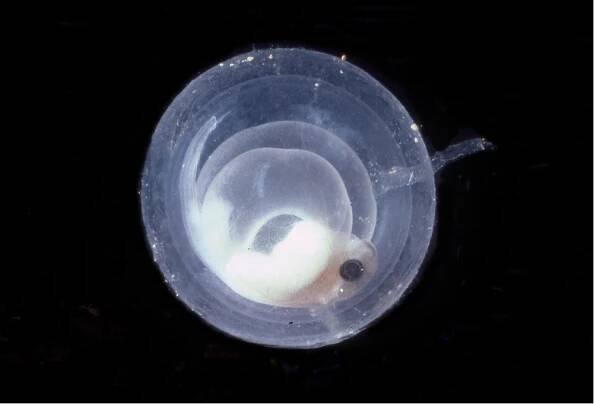 Developing Fijian tree frog egg