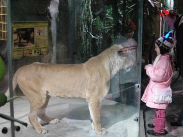 Večerní prohlídky v zoo návštěvníky přitahují