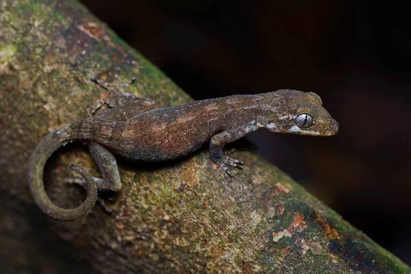 Cyrtodactylus brevipalmatus
