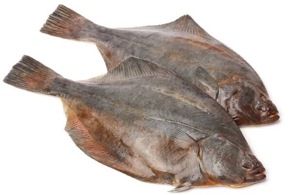 Turbot - Clearwater