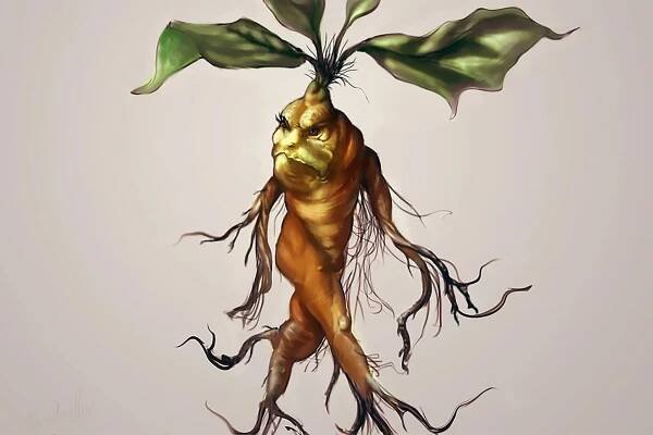 Mandragora – magický kořen ve tvaru lidského těla