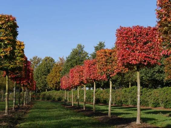 Parrotia persica | parocie perská - Van den Berk školky