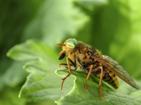 Ovád, Hmyz, Tabanidae, Oči, Makro
