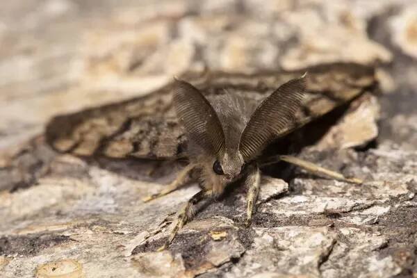 Moth samec můra antény s dlouhými špičatými zuby sedí na kmeni stromu dívá zepředu — Stock obrázek