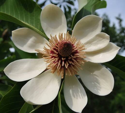 Magnolia obovata