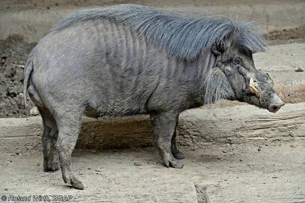 Obrázek - Sus philippensis philippensis (prase filipínské) | BioLib.cz