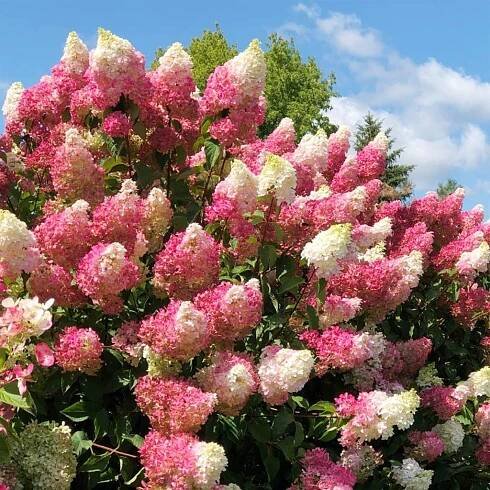 HORTENZIA-METLINATA-FRAISE-MELBA_1