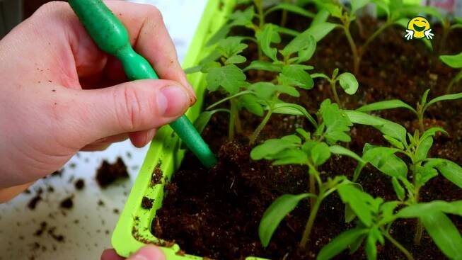 ✂️🍅 Přepichování (pikýrování) rajčat k výsadbě na venkovní záhon - Návod - Šikulio