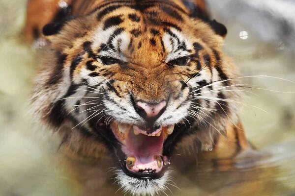 Bengal Tigers May Not Survive Climate Change