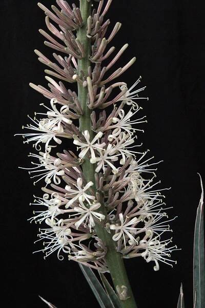 S. aethiopica – International Sansevieria Society