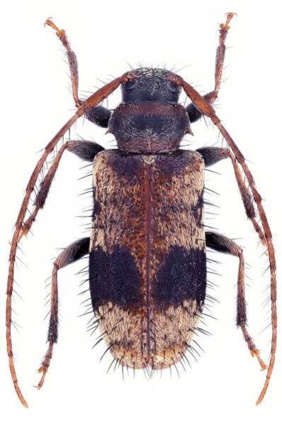 Exocentrus stierlini