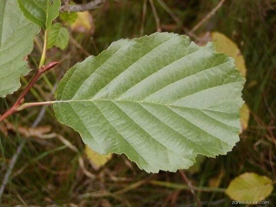 Olše lepkavá - Alnus glutinosa