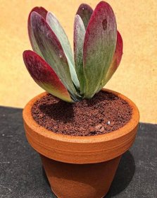 Flapjack Paddle Plant – Kalanchoe thyrsiflora