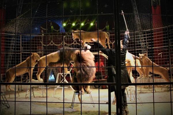 Cirkus Humberto je na Ostravsku. Musí čelit pandemii i aktivistům, ale neuhne