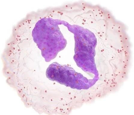 BILE-KRVINKY-2