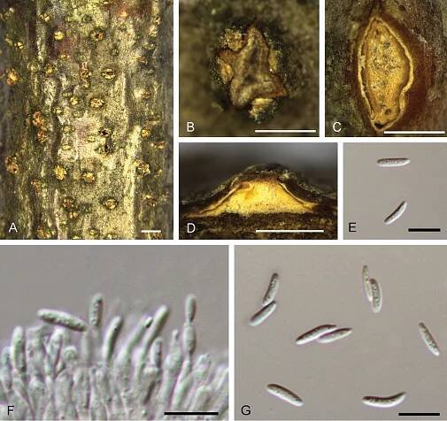 Species of Dendrostoma (Erythrogloeaceae, Diaporthales) associated with chestnut and oak canker diseases in China