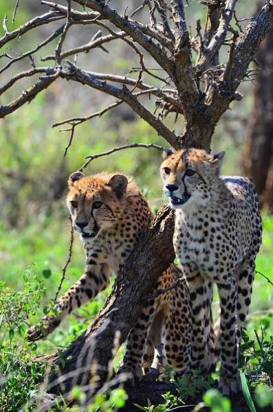 20 Kruger Park Facts - Safari Tours in South Africa
