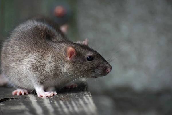Rat