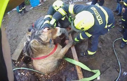 VIDEO: Kobyla se propadla do úzké jímky, hasiči ji museli zaplavit vodou a vystrašené zvíře nadlehčit