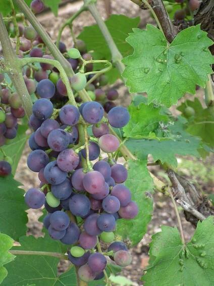 Muscat bleu
