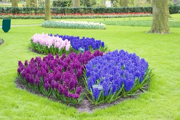 Keukenhof - Best Time To Visit Keukenhof Tulip Gardens Tour In 2017