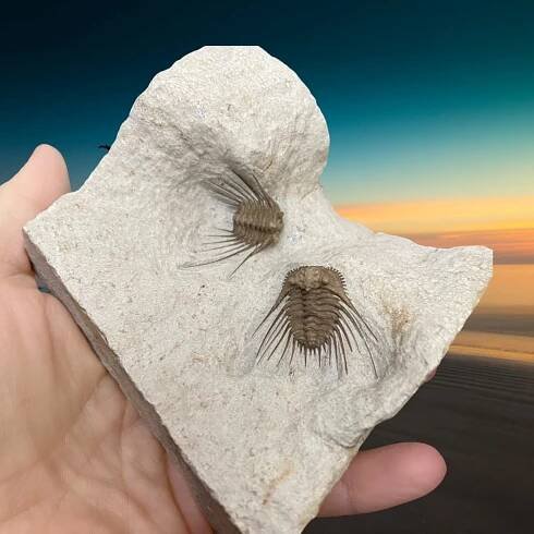 Fossil Trilobites ~ Kettneraspis williamsi ~ Oklahoma, USA
