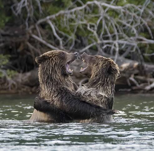 A Big Bear Hug - DMHopp