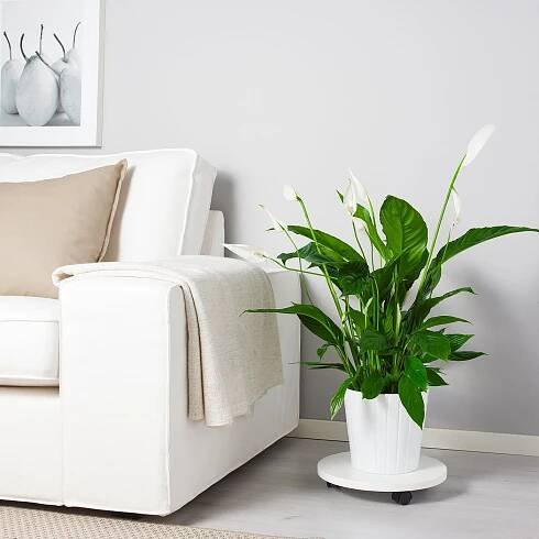 SPATHIPHYLLUM Rostlina - Toulcovka 17 cm