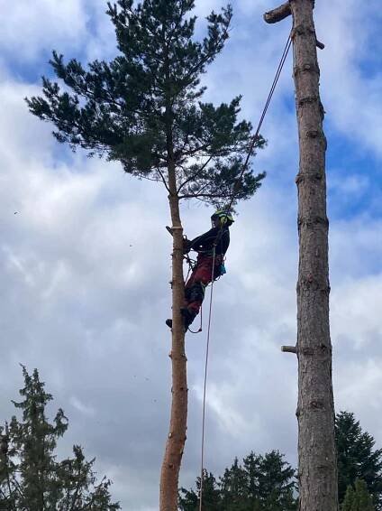 Tomáš Kopřiva - Arboristika a rizikové kácení foto 3