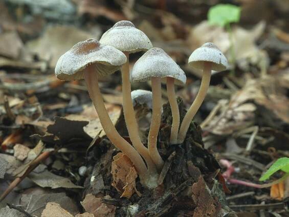 Inocybe petiginosa - vláknice pavučinatá