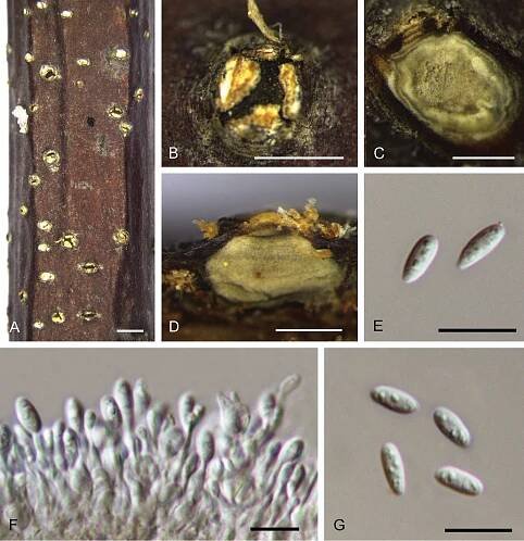 Species of Dendrostoma (Erythrogloeaceae, Diaporthales) associated with chestnut and oak canker diseases in China