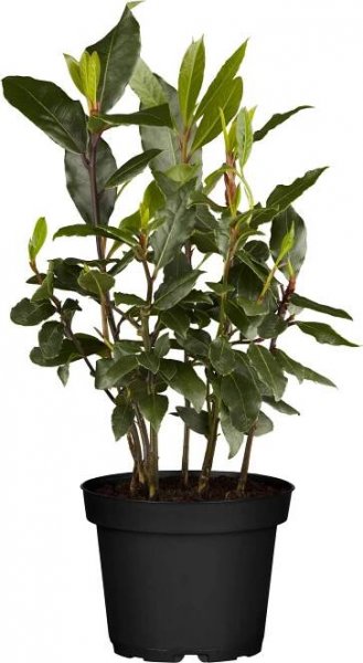 Vavřín keř průměr květináče cca 14 cm Laurus nobilis